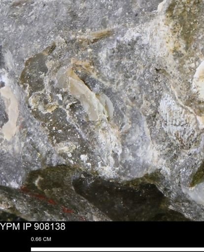 undet. Mollusca