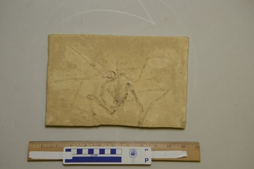 Ornithocephalus antiquus