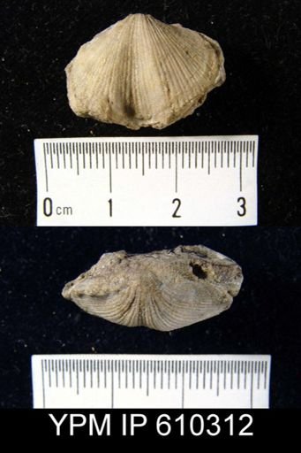 Atrypa marginalis