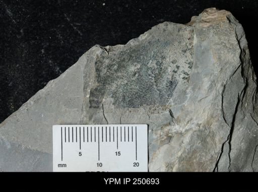 undet. Carcinosomatidae