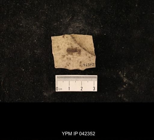 undet. Diptera