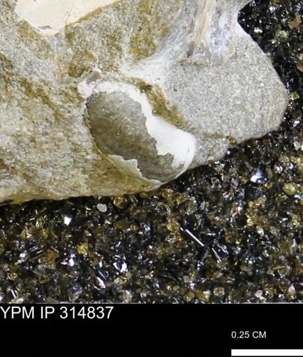 undet. Mollusca