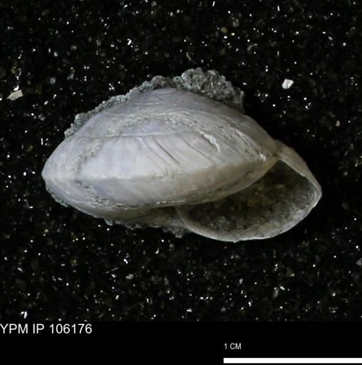 Poecilozonites bermudensis zonatus