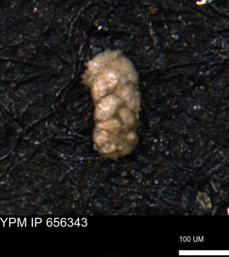 Ammobaculoides whitneyi