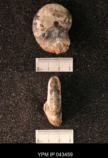 Hoploscaphites nicolletii