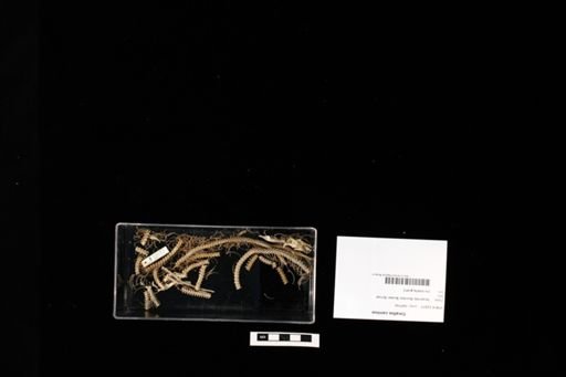 Corallus caninus
