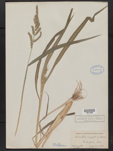 Echinochloa crus-galli