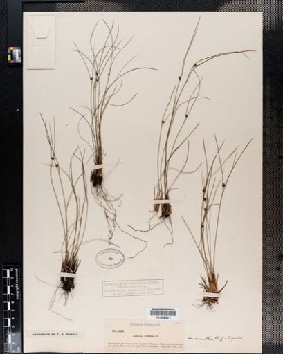 Juncus trifidus