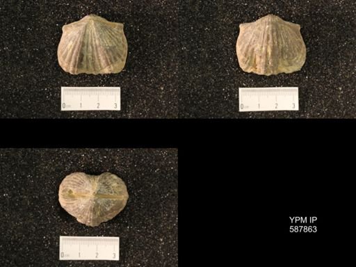 Platystrophia ponderosa