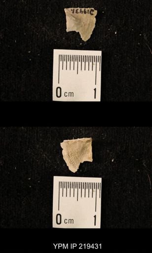 Chonetes granulifer
