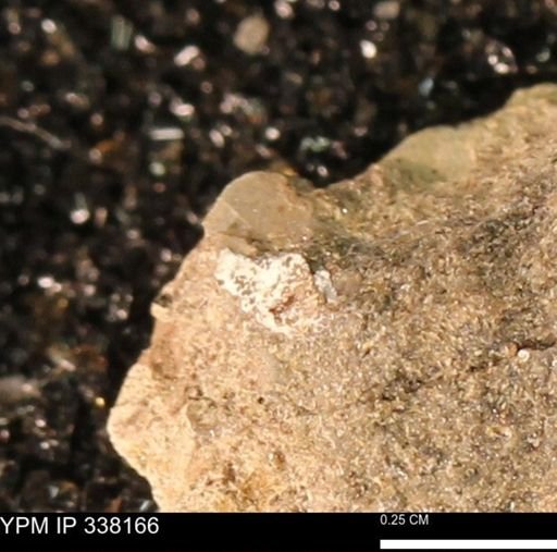 undet. Mollusca