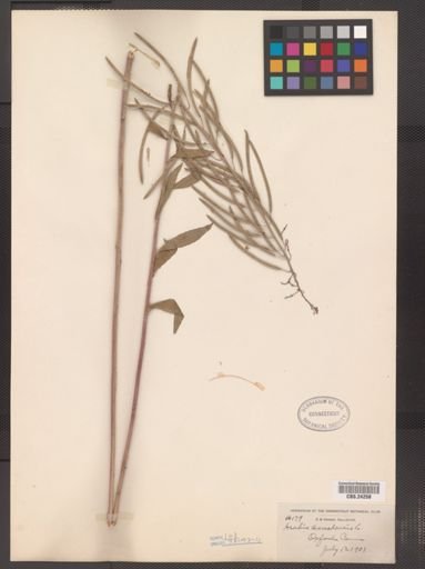 Arabis canadensis