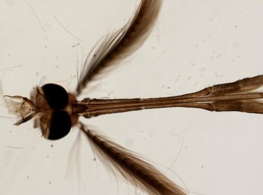 Anopheles