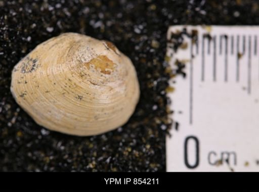 Limopsis striatopunctatus
