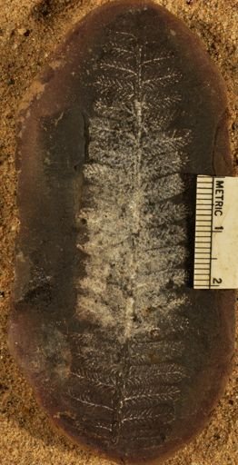 Pecopteris