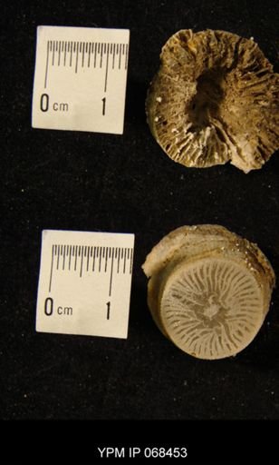 Neozaphrentis subregularis