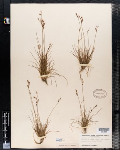 Juncus secundus