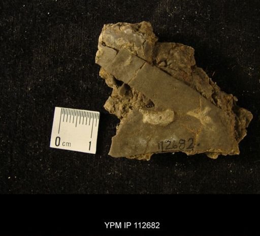undet. Bryozoa