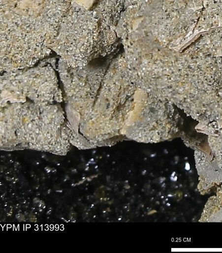 undet. Bivalvia