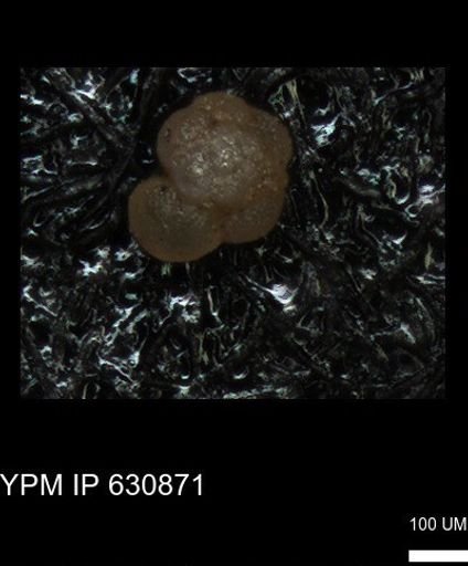 undet. Globigerinina