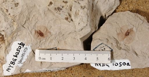 Ptelea miocenica