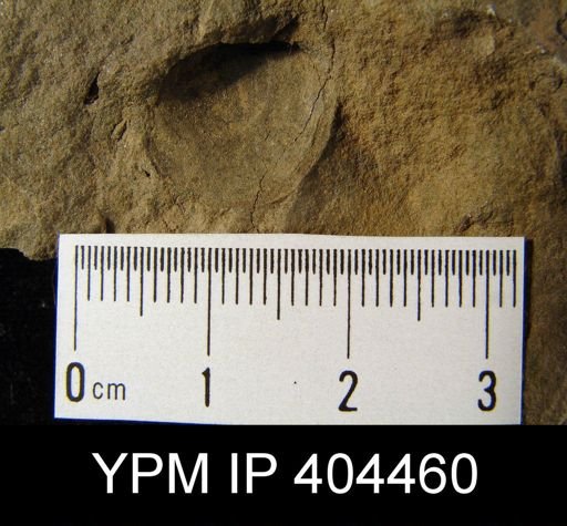 Brachiopoda