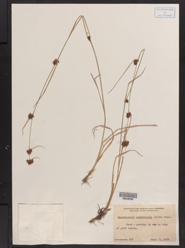 Rhynchospora capitellata