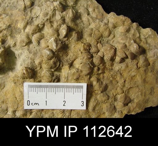 Zygospira cincinnatiensis