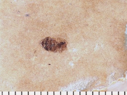 Coleoptera?