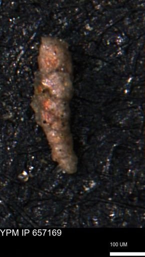 Verneuilinoides hectori