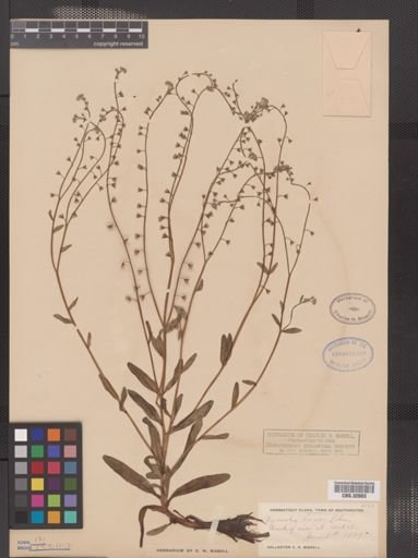 Myosotis laxa