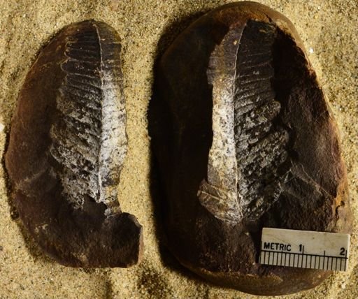 Pecopteris