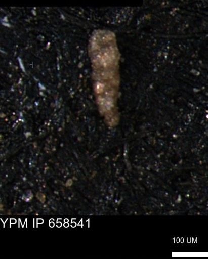 Verneuilinoides kansasensis