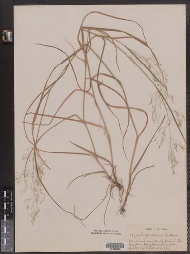 Agrostis perennans