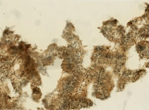 Agelas sp.