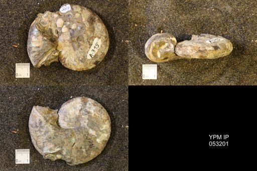 Discoscaphites conradi
