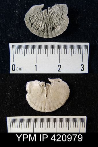 Tropidoleptus sp.