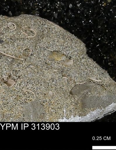 undet. Scaphopoda