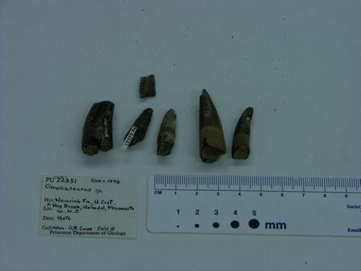 Cimoliasaurus sp.