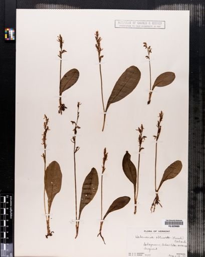 Habenaria
