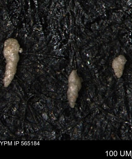 Verneuilinoides kansasensis