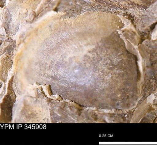 undet. Bivalvia
