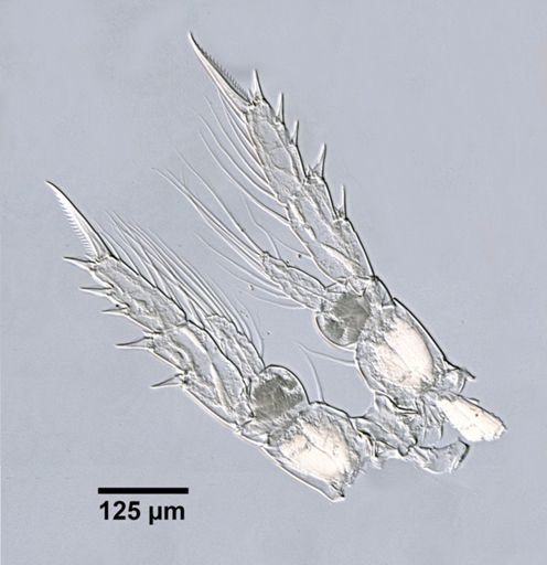 Temora longicornis