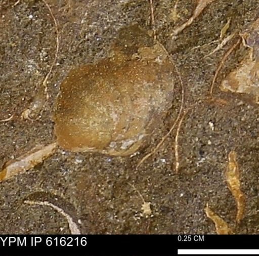 Protocardia subquadrata