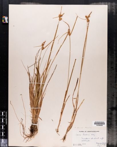 Carex demissa