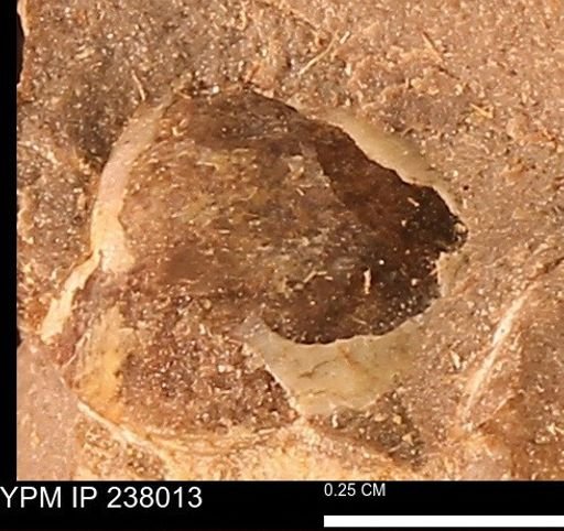 Protocardia subquadrata