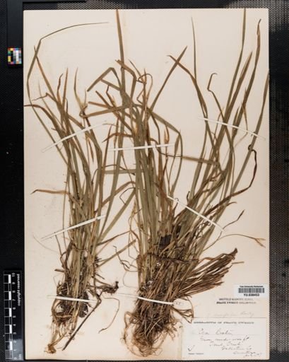 Carex backii