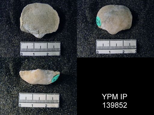 Productus (Waagenoconcha) humboldti