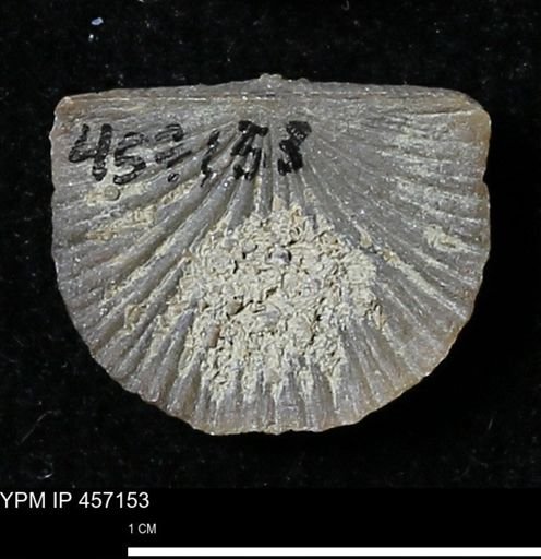 Stropheodonta sp.