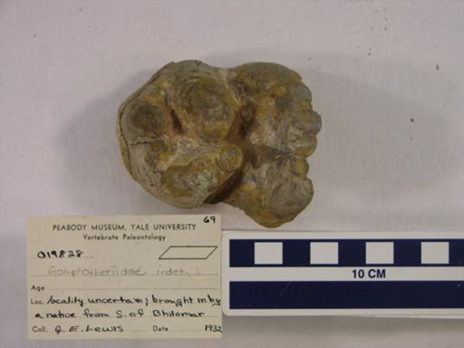 Gomphotheriidae